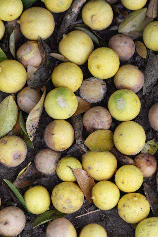            Fruit (Mexican, Riverside, CA)   